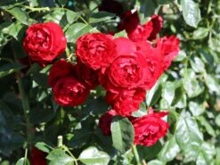 Kletterrose 'Belkanto' ® -Edelrosen Geschaft kletterrose belkanto m052726 w 4