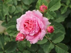 Kletterrose 'Bienvenue'