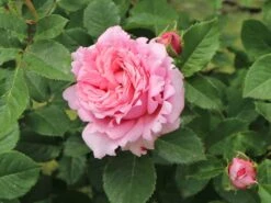 Kletterrose 'Bienvenue' -Edelrosen Geschaft kletterrose bienvenue m122079 w 0