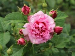 Kletterrose 'Bienvenue' -Edelrosen Geschaft kletterrose bienvenue m122079 w 4