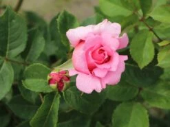 Kletterrose 'Bienvenue' -Edelrosen Geschaft kletterrose bienvenue m122079 w 5