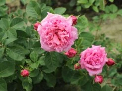 Kletterrose 'Bienvenue' -Edelrosen Geschaft kletterrose bienvenue m122079 w 6