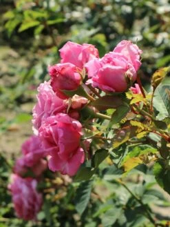 Kletterrose 'Bienvenue' -Edelrosen Geschaft kletterrose bienvenue m122079 w 8