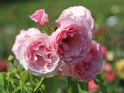 Kletterrose 'Billet Doux'