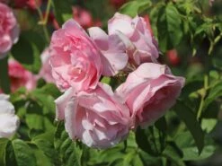 Kletterrose 'Billet Doux' -Edelrosen Geschaft kletterrose billet doux m120742 w 0