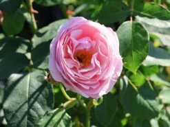 Kletterrose 'Billet Doux' -Edelrosen Geschaft kletterrose billet doux m120742 w 1