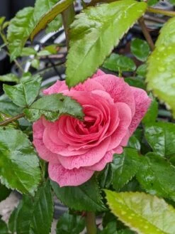 Kletterrose 'Camelot' ® -Edelrosen Geschaft kletterrose camelot m056057 515721 0