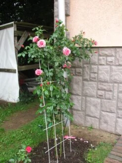 Kletterrose 'Camelot' ® -Edelrosen Geschaft kletterrose camelot m056057 544156 1