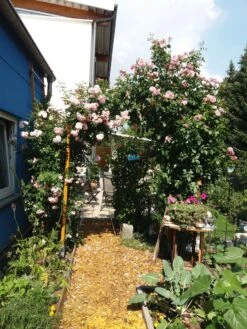 Kletterrose 'Camelot' ® -Edelrosen Geschaft kletterrose camelot m056057 713164 0