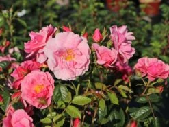 Kletterrose 'Camelot' ®