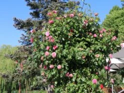 Kletterrose 'Camelot' ® -Edelrosen Geschaft kletterrose camelot m056057 w 2