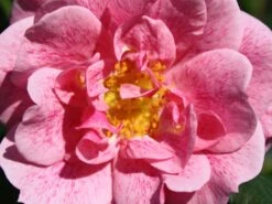 Kletterrose 'Camelot' ® -Edelrosen Geschaft kletterrose camelot m056057 w 3