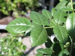 Kletterrose 'Camelot' ® -Edelrosen Geschaft kletterrose camelot m056057 w 5