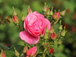 Kletterrose 'Camelot' ® -Edelrosen Geschaft kletterrose camelot m056057 w 6