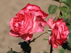 Kletterrose 'Camelot' ® -Edelrosen Geschaft kletterrose camelot m056057 w 7