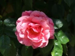 Kletterrose 'Camelot' ® -Edelrosen Geschaft kletterrose camelot m056057 w 8