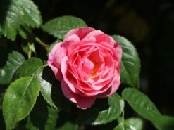 Kletterrose 'Camelot' ® -Edelrosen Geschaft kletterrose camelot m056057 w 9