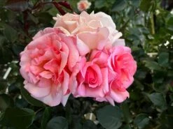 Kletterrose 'Compassion' ® 31 Kletterrose 'Compassion' ® -Edelrosen Geschaft kletterrose compassion m002936 1328988 1