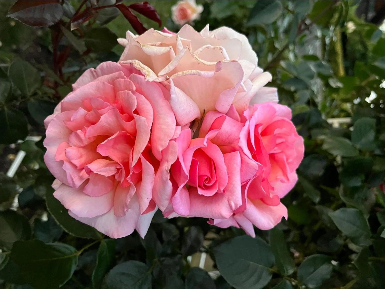 Kletterrose 'Compassion' ® 13 Kletterrose 'Compassion' ® – Bild 13