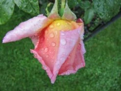 Kletterrose 'Compassion' ® 34 Kletterrose 'Compassion' ® -Edelrosen Geschaft kletterrose compassion m002936 241747 0