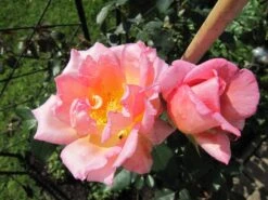 Kletterrose 'Compassion' ® 33 Kletterrose 'Compassion' ® -Edelrosen Geschaft kletterrose compassion m002936 241747 1