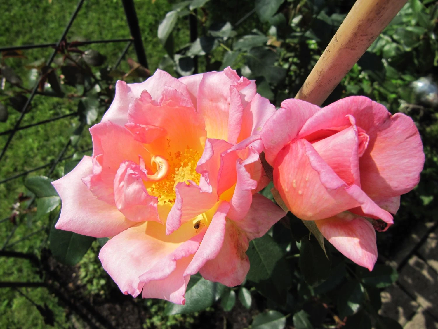 Kletterrose 'Compassion' ® 15 Kletterrose 'Compassion' ® – Bild 15