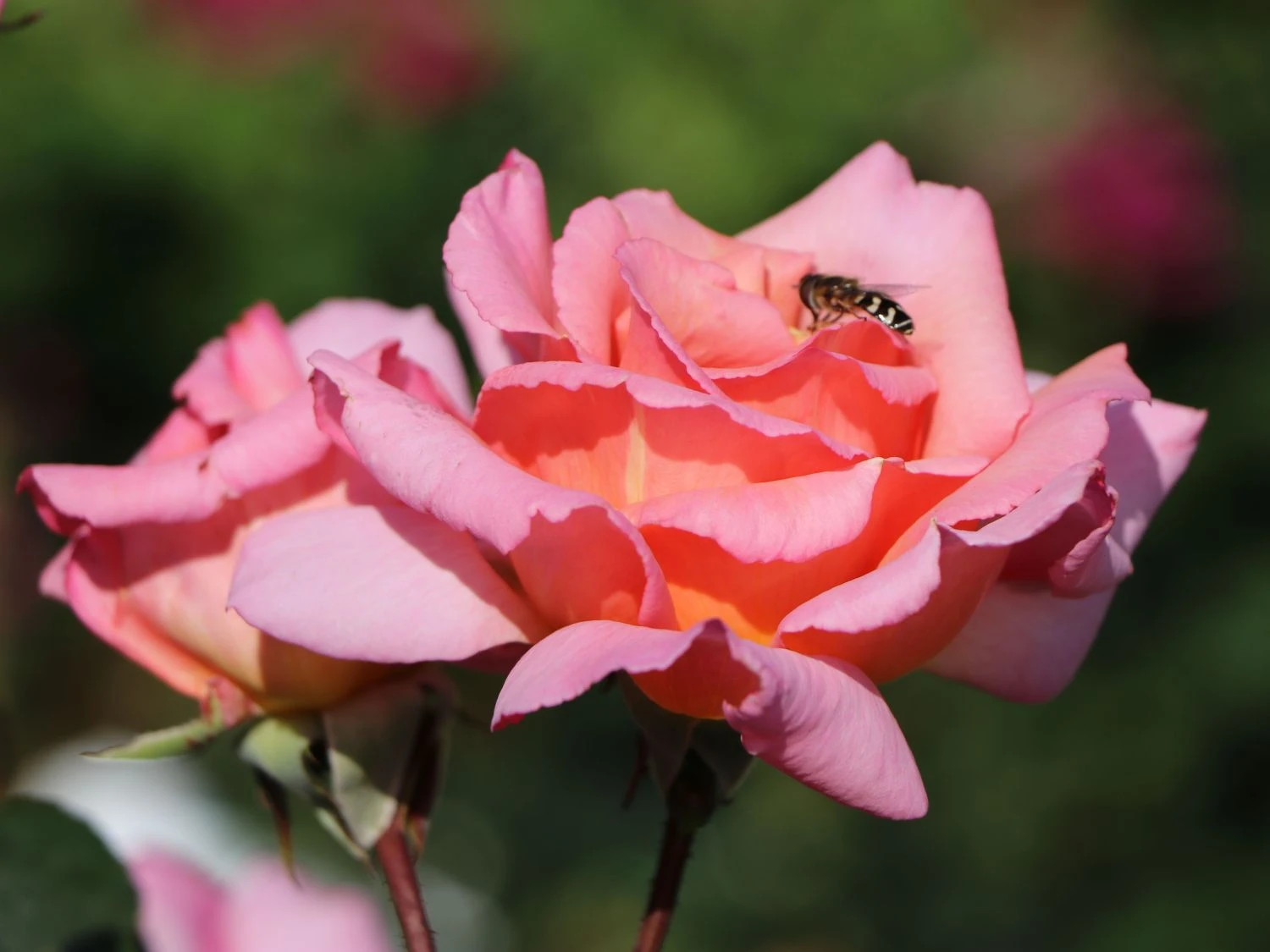 Kletterrose 'Compassion' ® 1 Kletterrose 'Compassion' ®