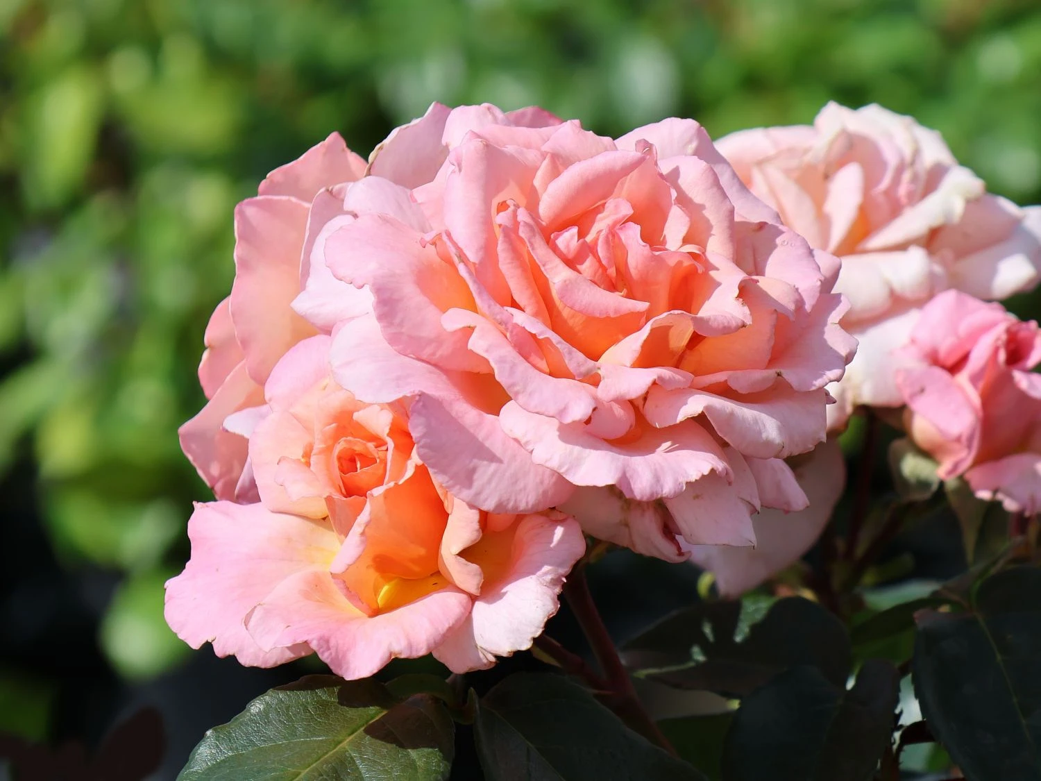 Kletterrose 'Compassion' ® 2 Kletterrose 'Compassion' ® – Bild 2