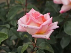 Kletterrose 'Compassion' ® 27 Kletterrose 'Compassion' ® -Edelrosen Geschaft kletterrose compassion m002936 w 3