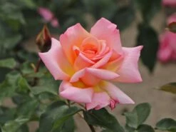Kletterrose 'Compassion' ® 28 Kletterrose 'Compassion' ® -Edelrosen Geschaft kletterrose compassion m002936 w 6