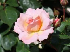 Kletterrose 'Compassion' ® 25 Kletterrose 'Compassion' ® -Edelrosen Geschaft kletterrose compassion m002936 w 7