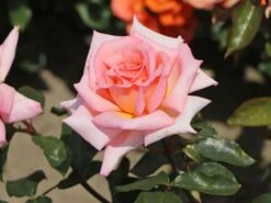 Kletterrose 'Compassion' ® 24 Kletterrose 'Compassion' ® -Edelrosen Geschaft kletterrose compassion m002936 w 9