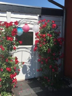 Kletterrose 'Dortmund' ® -Edelrosen Geschaft kletterrose dortmund m005464 193676 0