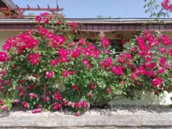 Kletterrose 'Dortmund' ® -Edelrosen Geschaft kletterrose dortmund m005464 484600 0