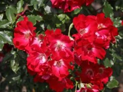 Kletterrose 'Dortmund' ®