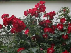 Kletterrose 'Dortmund' ® -Edelrosen Geschaft kletterrose dortmund m005464 w 0
