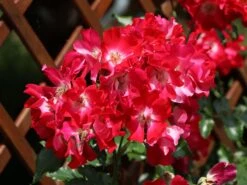 Kletterrose 'Dortmund' ® -Edelrosen Geschaft kletterrose dortmund m005464 w 1