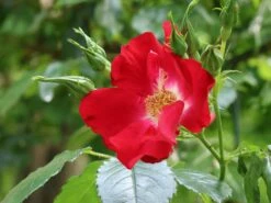 Kletterrose 'Dortmund' ® -Edelrosen Geschaft kletterrose dortmund m005464 w 2