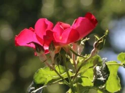 Kletterrose 'Dortmund' ® -Edelrosen Geschaft kletterrose dortmund m005464 w 3