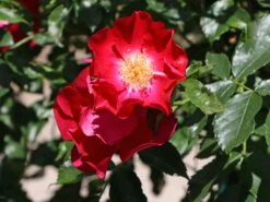 Kletterrose 'Dortmund' ® -Edelrosen Geschaft kletterrose dortmund m005464 w 4