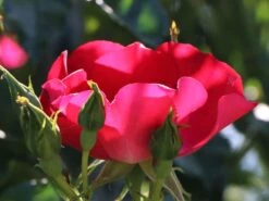 Kletterrose 'Dortmund' ® -Edelrosen Geschaft kletterrose dortmund m005464 w 5