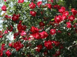 Kletterrose 'Dortmund' ® -Edelrosen Geschaft kletterrose dortmund m005464 w 6