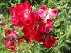 Kletterrose 'Dortmund' ® -Edelrosen Geschaft kletterrose dortmund m005464 w 8