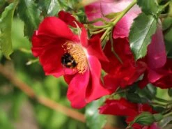 Kletterrose 'Dortmund' ® -Edelrosen Geschaft kletterrose dortmund m005464 w 9