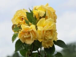 Kletterrose 'Dukat' ®