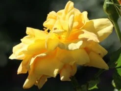 Kletterrose 'Dukat' ® -Edelrosen Geschaft kletterrose dukat m056092 w 1