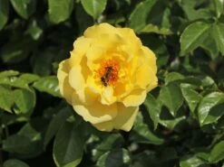 Kletterrose 'Dukat' ® -Edelrosen Geschaft kletterrose dukat m056092 w 3