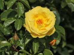 Kletterrose 'Dukat' ® -Edelrosen Geschaft kletterrose dukat m056092 w 4