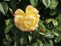 Kletterrose 'Dukat' ® -Edelrosen Geschaft kletterrose dukat m056092 w 5