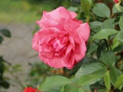 Kletterrose 'Fassadenzauber' ® -Edelrosen Geschaft kletterrose fassadenzauber m052841 w 0